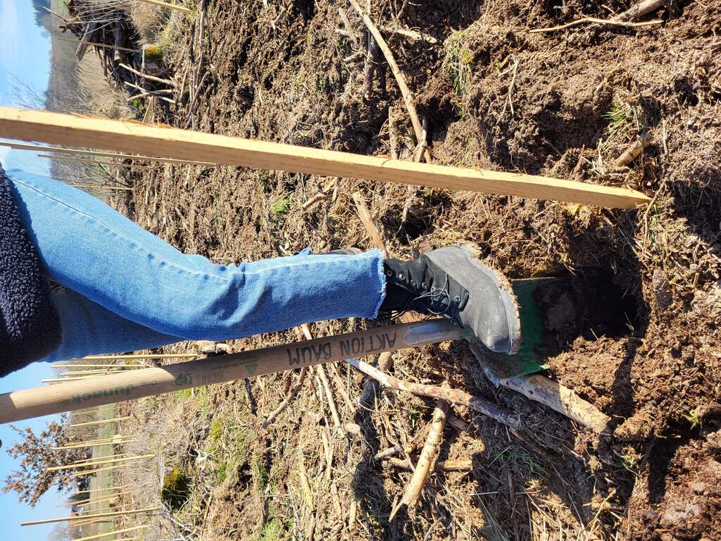 Pflanzspaten Aktion Baum